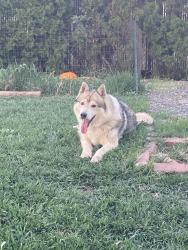 Found/Stray Male Dog last seen 38th & Arlington St, Yakima, WA 98902