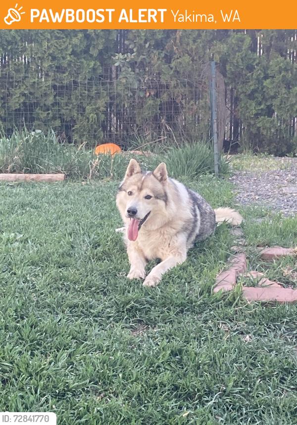Found/Stray Male Dog last seen 38th & Arlington St, Yakima, WA 98902