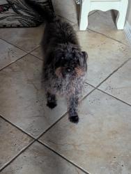 Lost Male Dog last seen Creekside Village Drive, Sugar Land, TX 77479