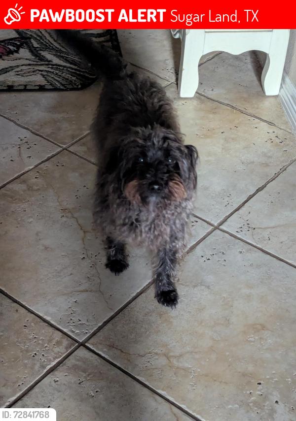 Lost Male Dog last seen Creekside Village Drive, Sugar Land, TX 77479