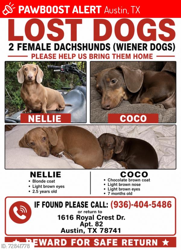 Lost Female Dog last seen Near royal crest Dr , Austin, TX 78741