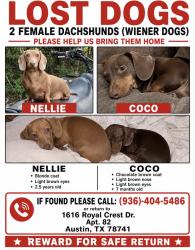 Lost Female Dog last seen Near royal crest Dr , Austin, TX 78741