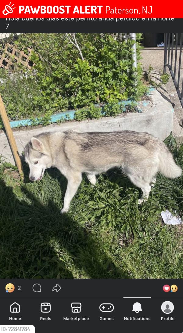 Lost Female Dog last seen north 7 & temple , Paterson, NJ 07503
