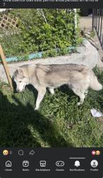 Lost Female Dog last seen north 7 & temple , Paterson, NJ 07503