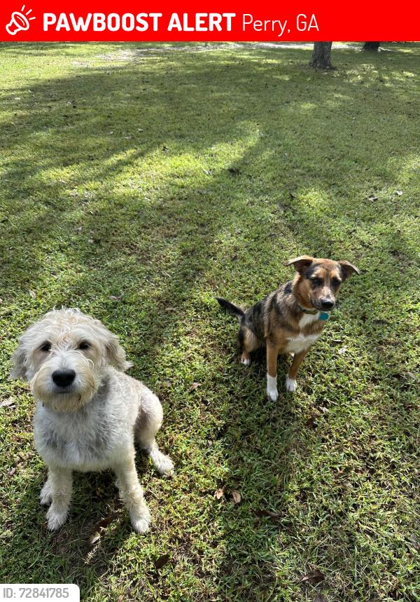 Lost Female Dog last seen Perry Airport, Perry, GA 31069
