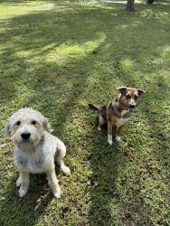 Lost Female Dog last seen Perry Airport, Perry, GA 31069