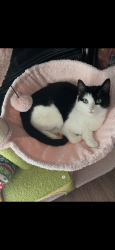Lost Female Cat last seen Near mallard stream Ct , Houston, TX 77038