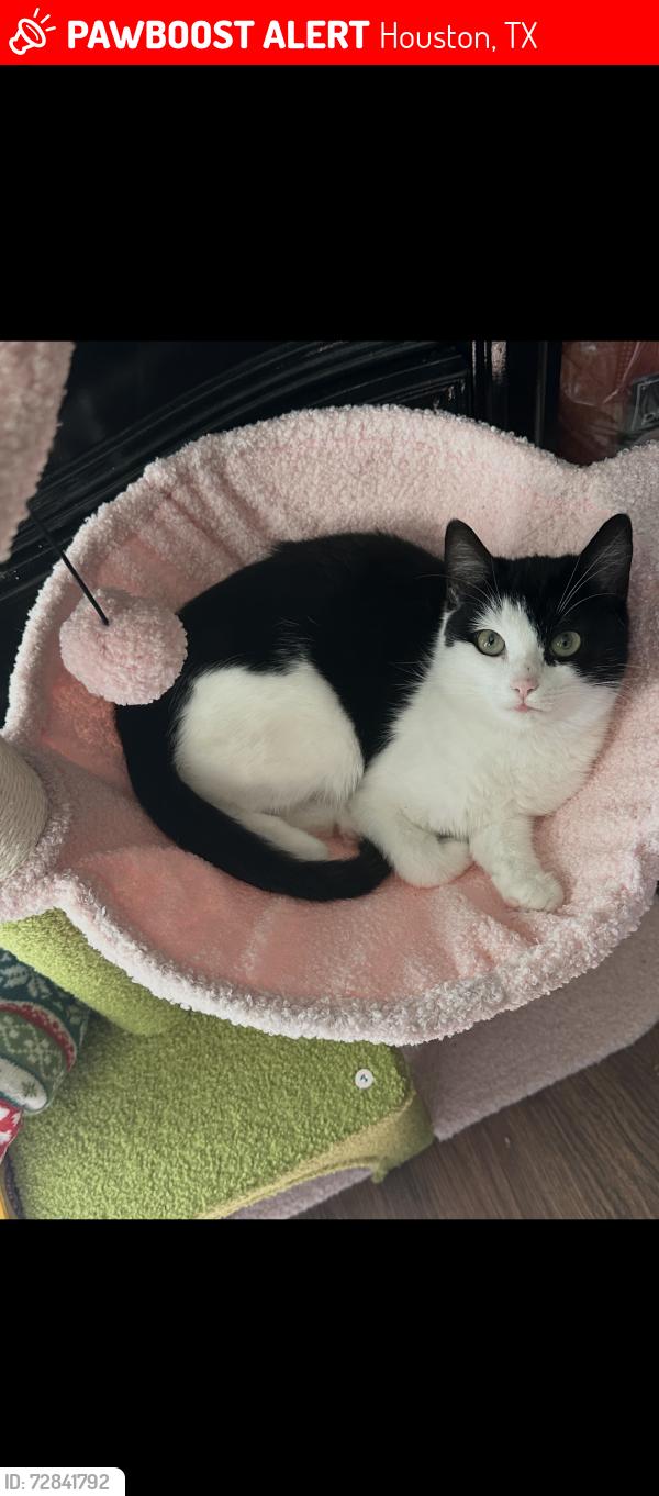 Lost Female Cat last seen Near mallard stream Ct , Houston, TX 77038