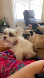 Reunited Female Dog last seen Mojave, Victorville, CA 92394