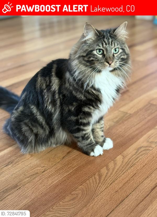 Lost Male Cat last seen Neighborhood near St. Anthony’s hosp, Lakewood, CO 80228