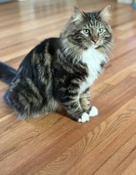 Lost Male Cat last seen Neighborhood near St. Anthony’s hosp, Lakewood, CO 80228