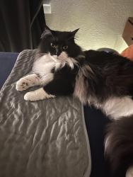 Reunited Female Cat last seen Middlebrook Pike near Pepsi bottling group, Knoxville, TN 37921