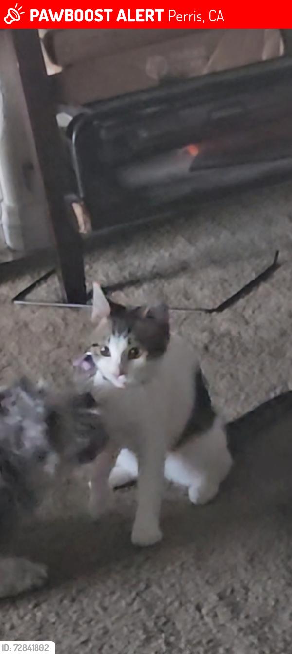 Lost Female Cat last seen Near Sequoia ct, Perris, CA 92570