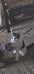 Lost Female Cat last seen Near Sequoia ct, Perris, CA 92570