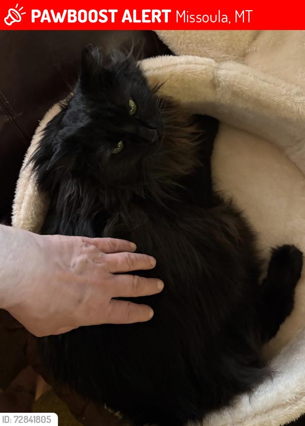 Lost Male Cat last seen Flynn Lane, Missoula, MT 59808