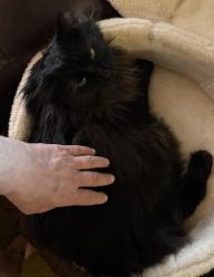 Lost Male Cat last seen Flynn Lane, Missoula, MT 59808