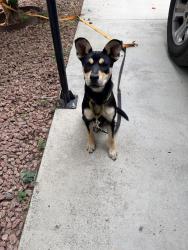 Found/Stray Female Dog last seen Baseline and Victoria , Highland, CA 92346