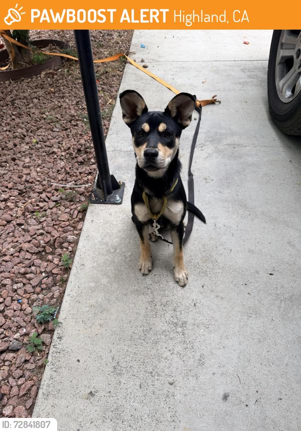 Found/Stray Female Dog last seen Baseline and Victoria , Highland, CA 92346
