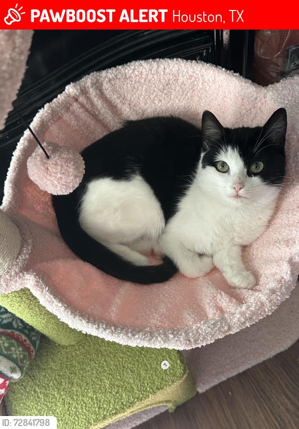 Lost Female Cat last seen Mallard Stream Ct, Houston, TX, 77038, Houston, TX 77038