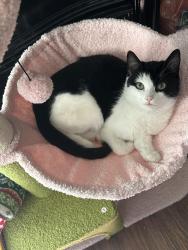 Lost Female Cat last seen Mallard Stream Ct, Houston, TX, 77038, Houston, TX 77038