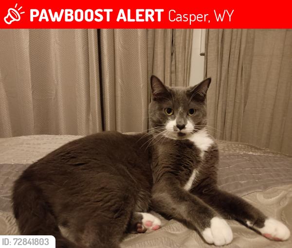 Lost Male Cat last seen 8th & Payne Ave, near Pineview elementary School , Casper, WY 82609