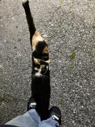 Found/Stray Male Cat last seen Forestdale Avenue , San Jose, CA 95116