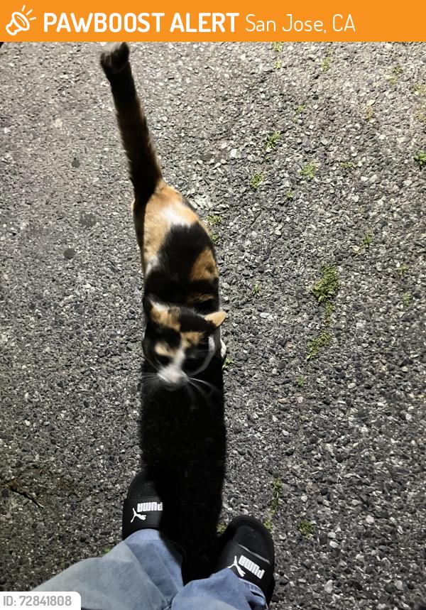 Found/Stray Male Cat last seen Forestdale Avenue , San Jose, CA 95116