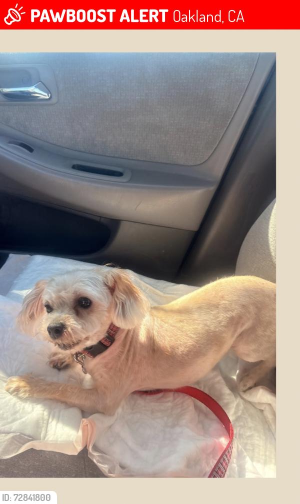 Lost Female Dog last seen Foothill square ross parking lot, Oakland, CA 94605