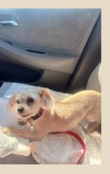 Lost Female Dog last seen Foothill square ross parking lot, Oakland, CA 94605
