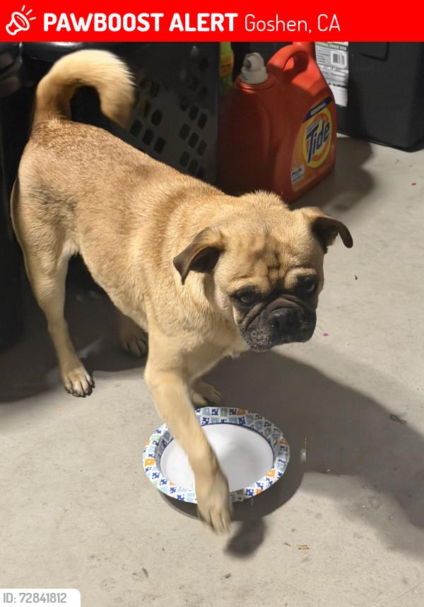 Lost Male Dog last seen Ashland Rd, Goshen, CA 93291