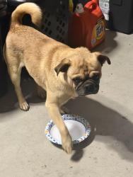 Lost Male Dog last seen Ashland Rd, Goshen, CA 93291