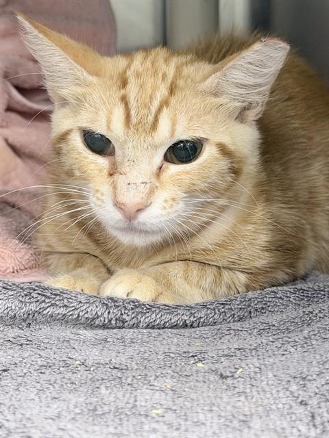 Shelter Stray Male Cat last seen FAIRVIEW AVE, TAVARES, 12280 County Rd 448, Tavares, FL 32778, USA