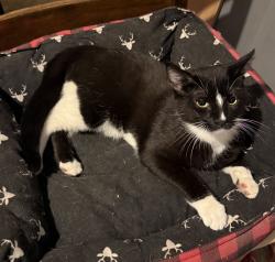 Found/Stray Male Cat last seen 104th St NW & 261st Ave NW, Zimmerman, MN 55398
