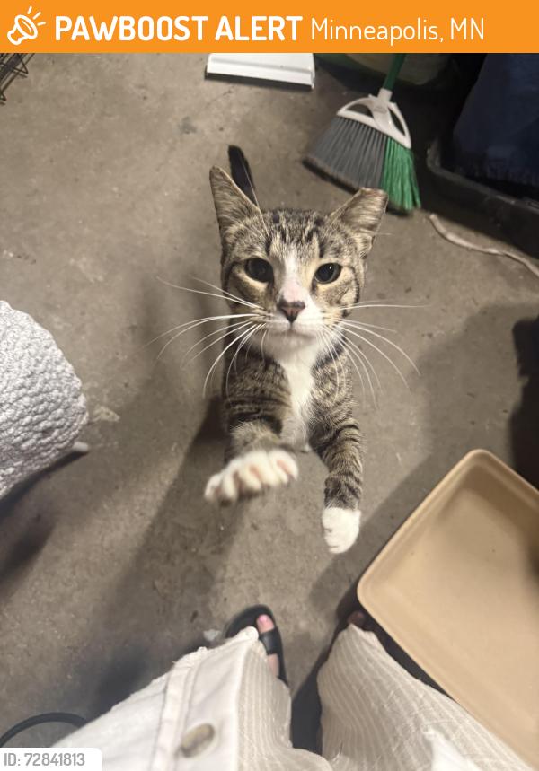 Found/Stray Male Cat last seen West 22nd street & Pillsbury Ave s , Minneapolis, MN 55404