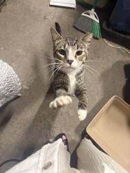Found/Stray Male Cat last seen West 22nd street & Pillsbury Ave s , Minneapolis, MN 55404