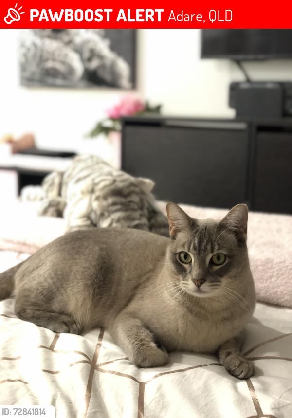 Lost Male Cat last seen Near Howell Circuit - Adare - QLD, Adare, QLD 4343