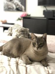 Lost Male Cat last seen Near Howell Circuit - Adare - QLD, Adare, QLD 4343