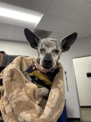 Shelter Stray Female Dog last seen Near BLOCK FRESNO ST, FRESNO CA 93721, 5277 E Airways Blvd, Fresno, CA 93727, USA