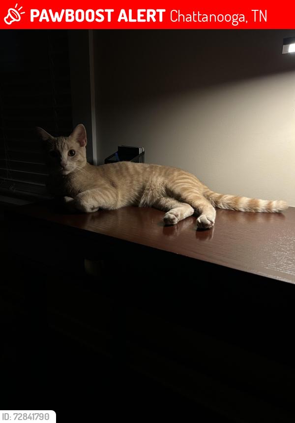 Lost Male Cat last seen Near Rubí st, Chattanooga, TN 37406