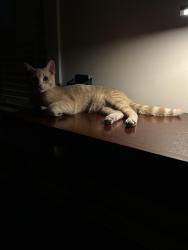 Lost Male Cat last seen Near Rubí st, Chattanooga, TN 37406