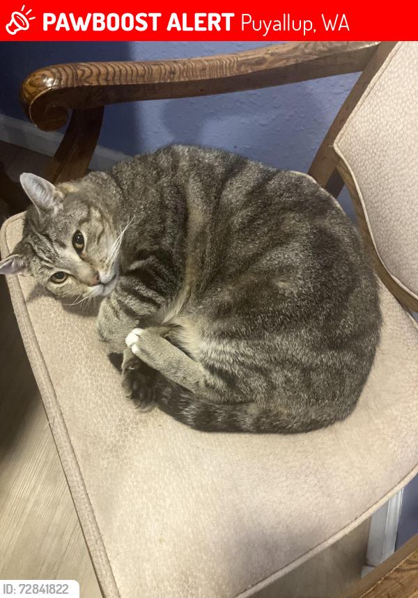 Lost Male Cat last seen Sparks Stadium, Puyallup, WA 98371