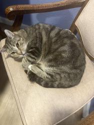 Lost Male Cat last seen Sparks Stadium, Puyallup, WA 98371