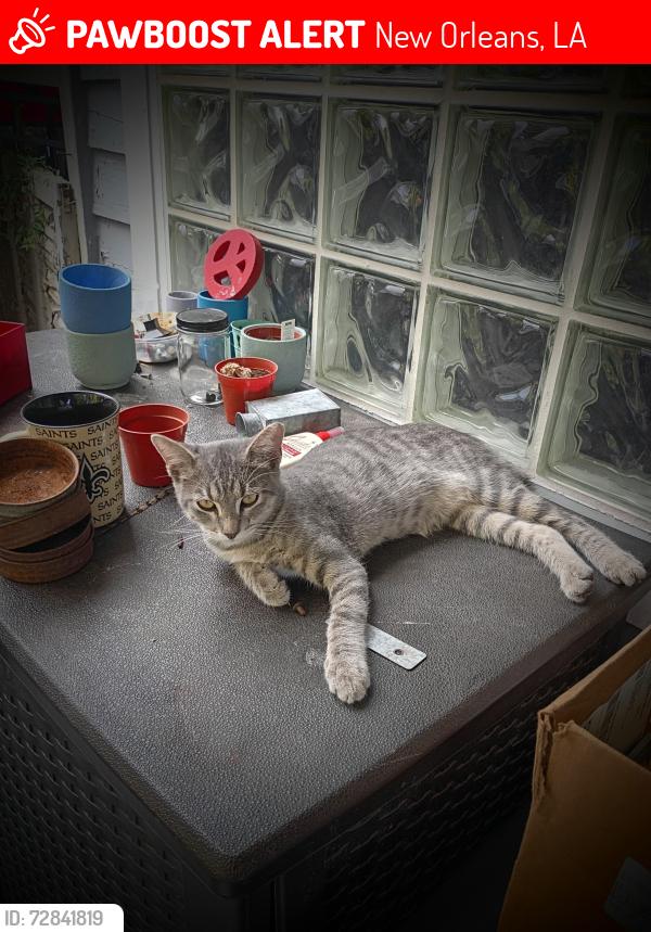 Lost Male Cat last seen N. Rampart & Piety, New Orleans, LA 70117