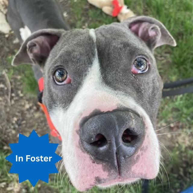 Shelter Stray Male Dog last seen Near , Indianapolis, IN 46221