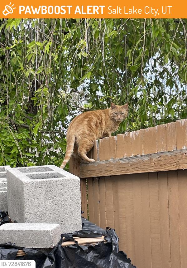 Found/Stray Unknown Cat last seen Near east 4500 south Millcreek, IT, Salt Lake City, UT 84117