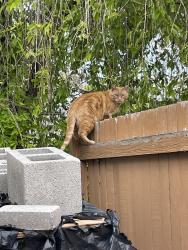 Found/Stray Unknown Cat last seen Near east 4500 south Millcreek, IT, Salt Lake City, UT 84117