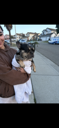 Found/Stray Female Dog last seen Folsom, Antioch, CA 94531