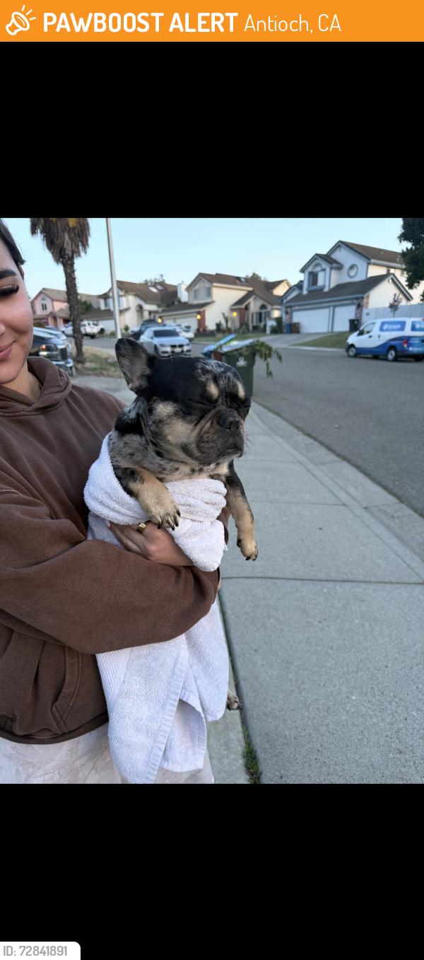 Found/Stray Female Dog last seen Folsom, Antioch, CA 94531