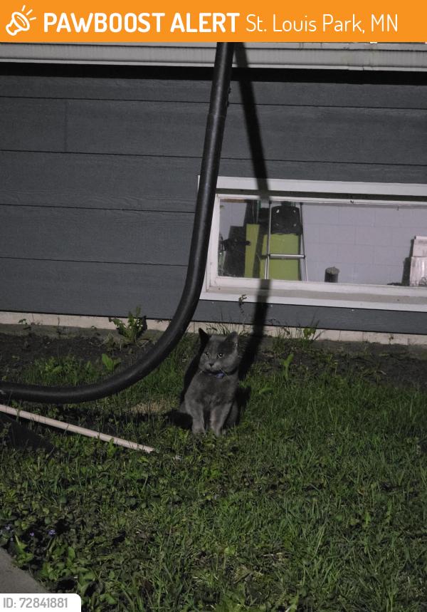 Found/Stray Unknown Cat last seen Maryland Ave S and Minnetonka Blvd , St. Louis Park, MN 55426