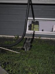 Found/Stray Unknown Cat last seen Maryland Ave S and Minnetonka Blvd , St. Louis Park, MN 55426